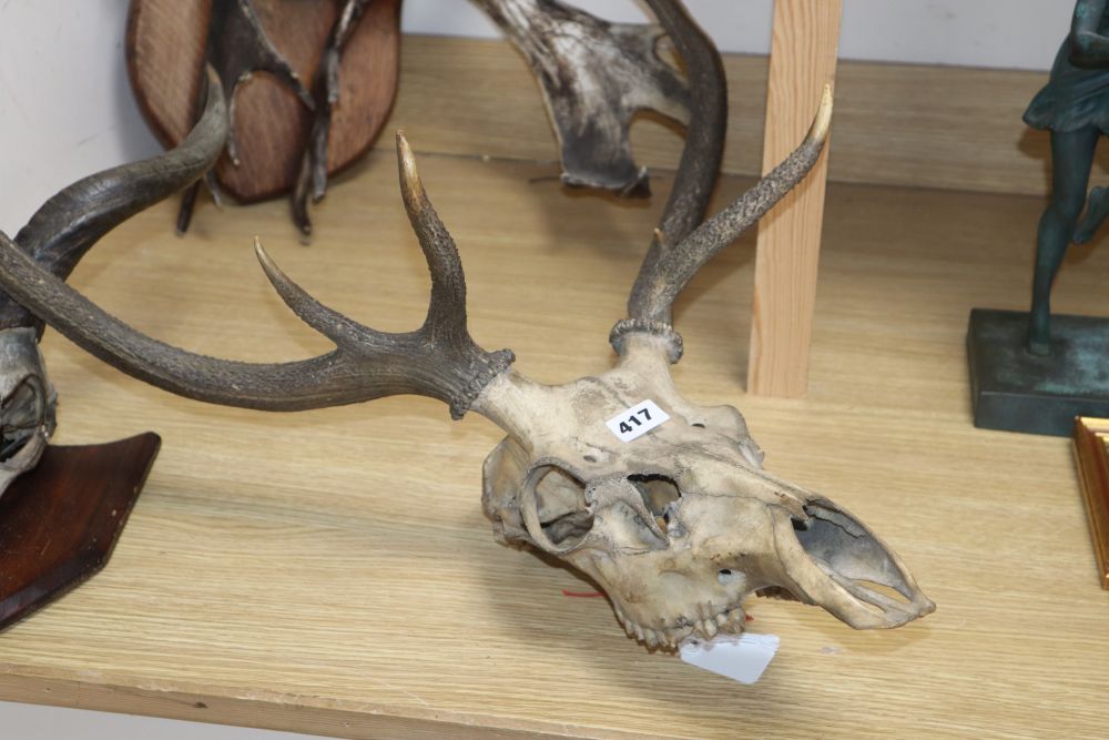 Three sets of antlers / horns
